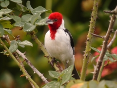 Paroaria dominicana