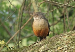 Turdus rufiventris