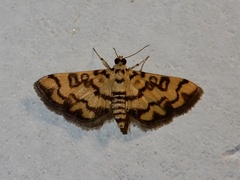Glycythyma chrysorycta