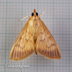 Crypsiptya coclesalis