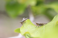 Dorycera grandis
