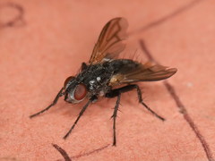 Stevenia umbratica