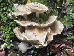 Cortinarius mariae