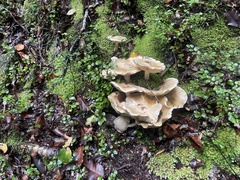 Cortinarius mariae