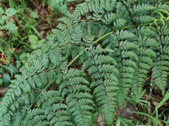 Dryopteris guanchica