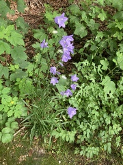 Campanula persicifolia