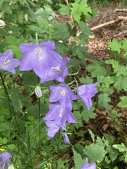 Campanula persicifolia