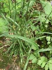 Campanula persicifolia