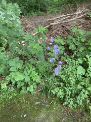 Campanula persicifolia