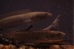 Brown Snakehead photo 5