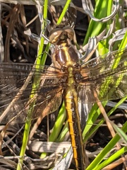 Libellula cyanea