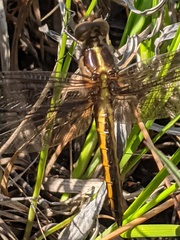 Libellula cyanea