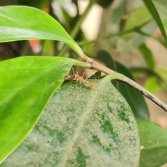 Myrmaplata plataleoides