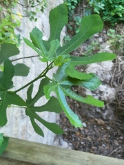 Ficus