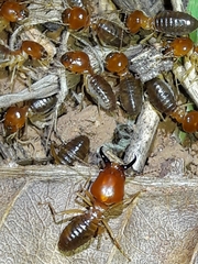 Syntermes molestus