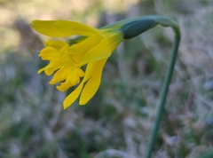 Narcissus minor asturiensis