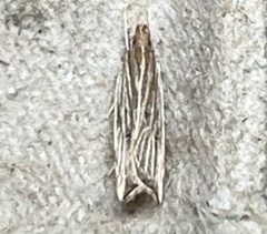 Helcystogramma hystricella