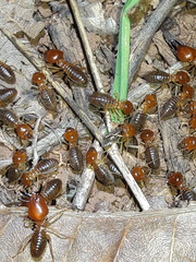Syntermes molestus