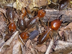 Syntermes molestus