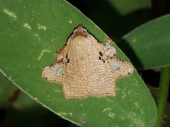 Amorbia rectangularis