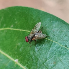 Azeliinae