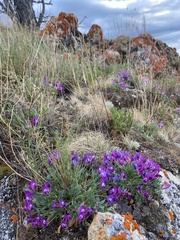 Oxytropis triphylla