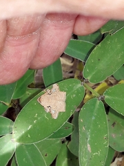 Amorbia rectangularis