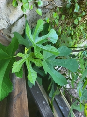 Ficus