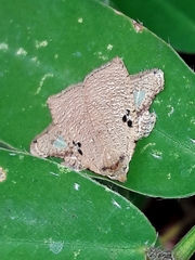 Amorbia rectangularis