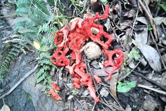 Clathrus crispatus
