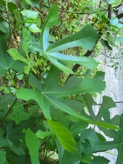 Ficus