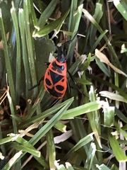 Pyrrhocoris apterus
