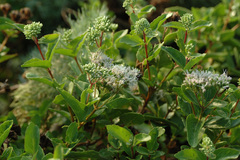 Eupatorium hualienense