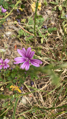 Malva sylvestris