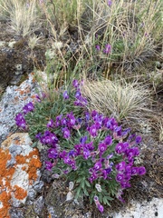 Oxytropis triphylla