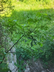 Ficus