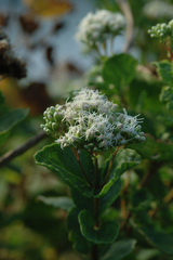 Eupatorium hualienense