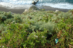 Eupatorium hualienense