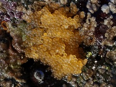 Taurulus bubalis