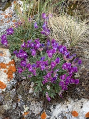 Oxytropis triphylla