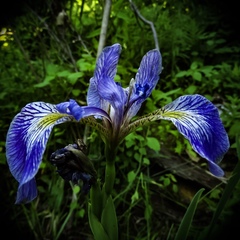 Iris versicolor