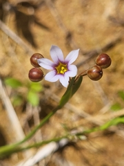 Tracheophyta