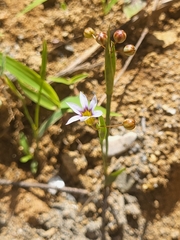 Tracheophyta