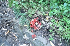 Clathrus crispatus