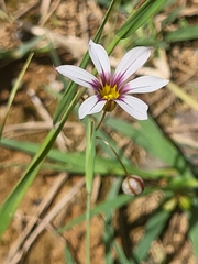 Tracheophyta