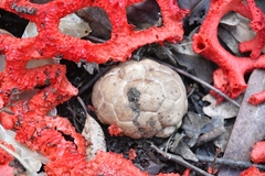 Clathrus crispatus