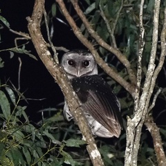 Tyto tenebricosa