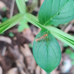 Myrmaplata plataleoides