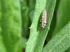 Adalia decempunctata