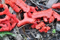Clathrus crispatus